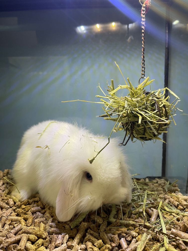 Coelhos Anões Mini Lop Belier - LOJA!!
