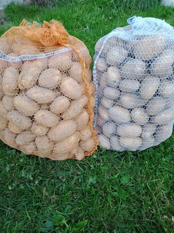 Ziemniaki jadalne IRGA ekologiczne bez nawozu
