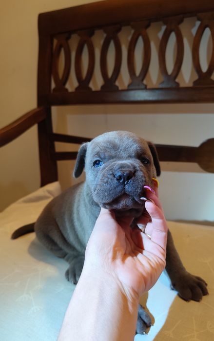 сірий красень з голубими очима