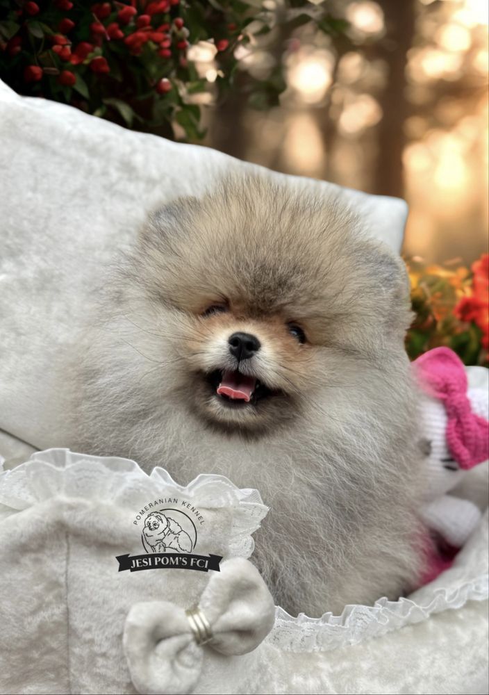 Pomeranian Szpic Miniaturowy FCI Wyjątkowa piękność