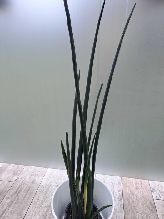 Sansewieria walcowata,