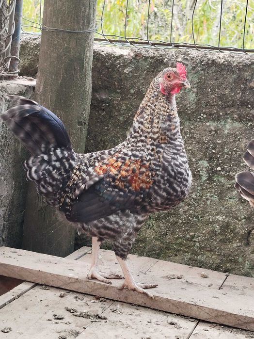 Galo nascido de ovos azuis