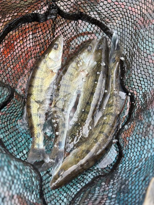 Sandacz , ryby do oczek