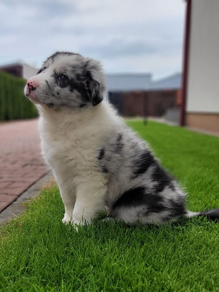 Border Colie piesek