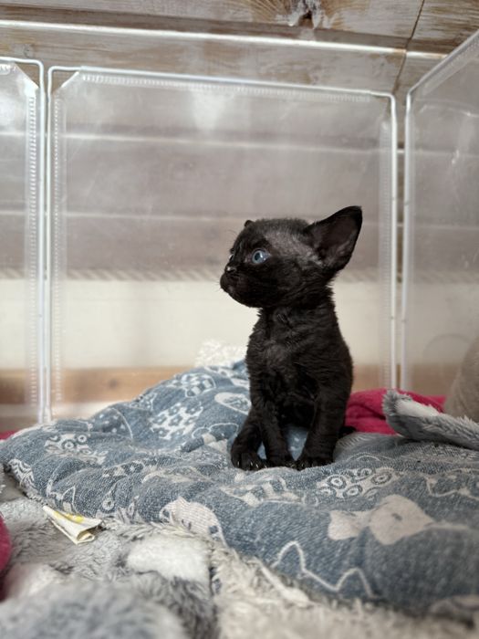 Nellson Devon rex Owieczkowy Raj*Pl zarezerwowany