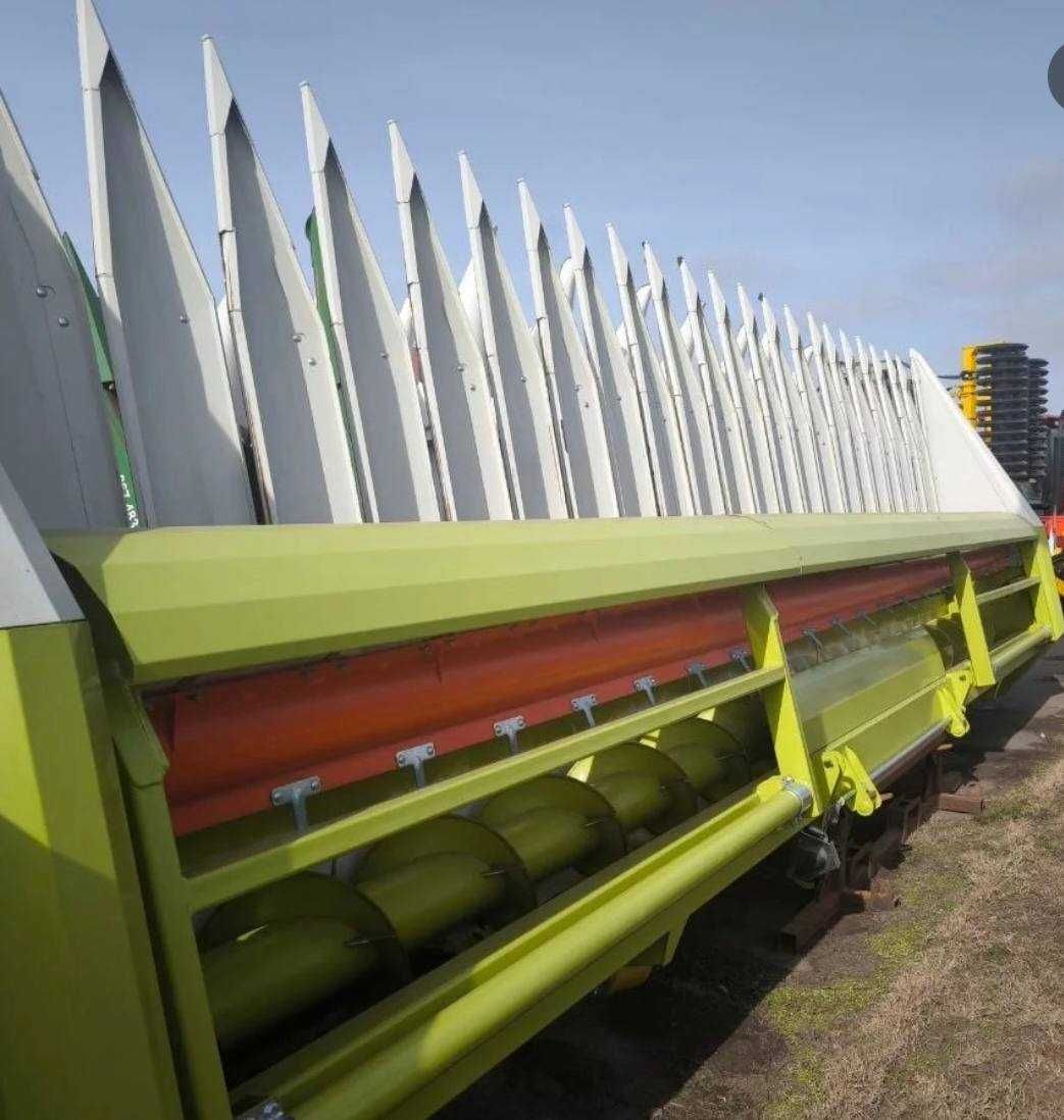 Соняшникова жниварка, 2025 рік