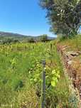 Terreno em Tabuaço