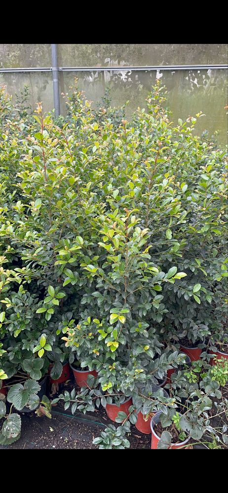 Eugenia Newport / Plantas para vedação Jardim