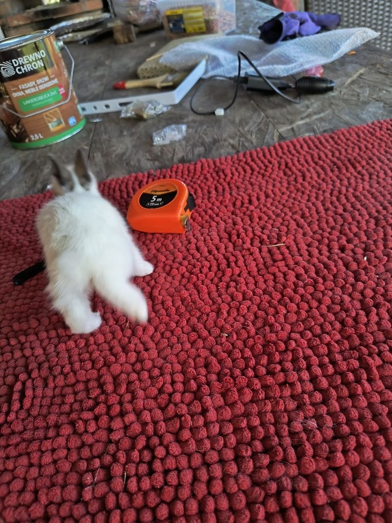 Miniaturki rasowe