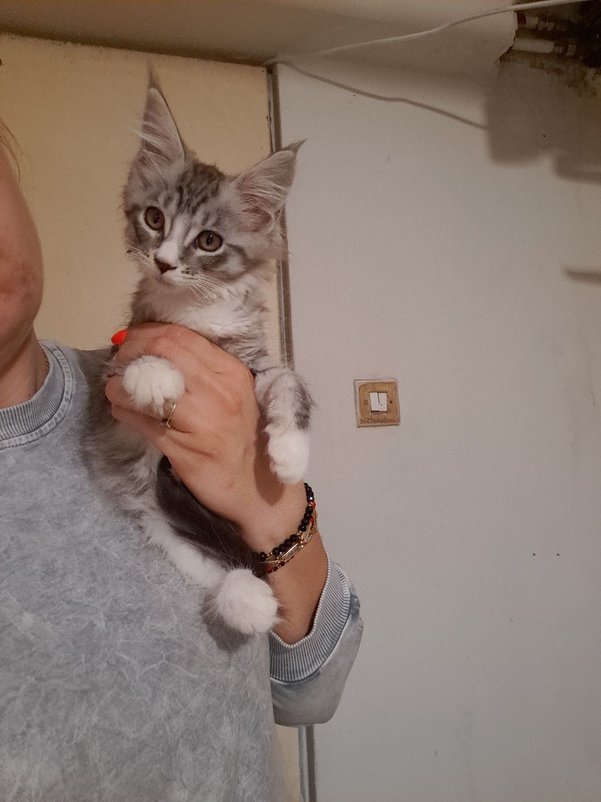 Śliczna kotka maine coon