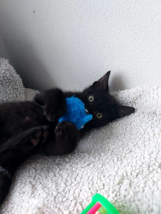 Gatinho bebé para adoção