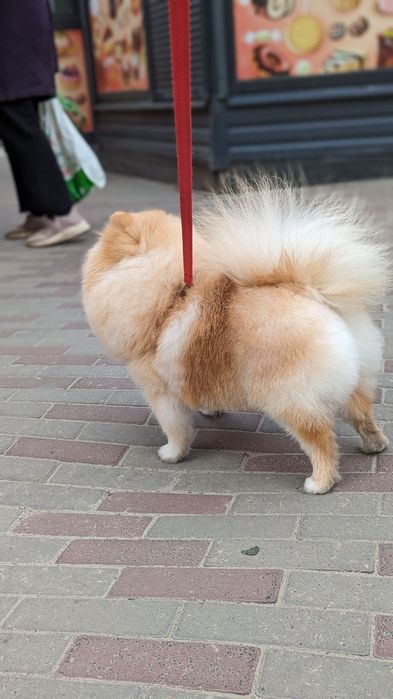 Померанский Лео Максимилиан. Вязка.