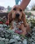 Piesek Cocker Spaniel Angielski