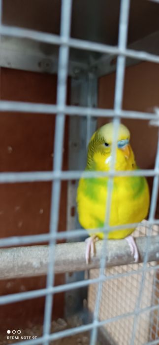 Papuga falista samiec