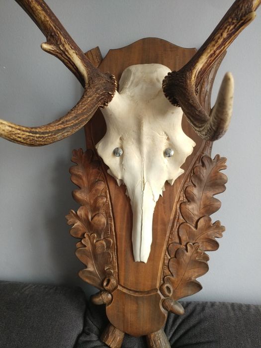 Poroże jelenia wieniec trofeum dwunastak