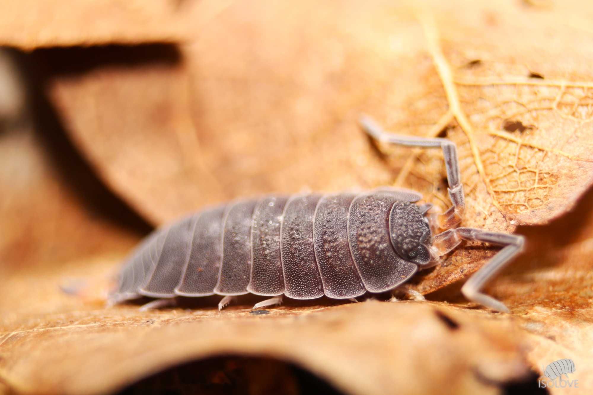 Uramba triangulifera, równonogi, ekipa sprzątająca, isopoda