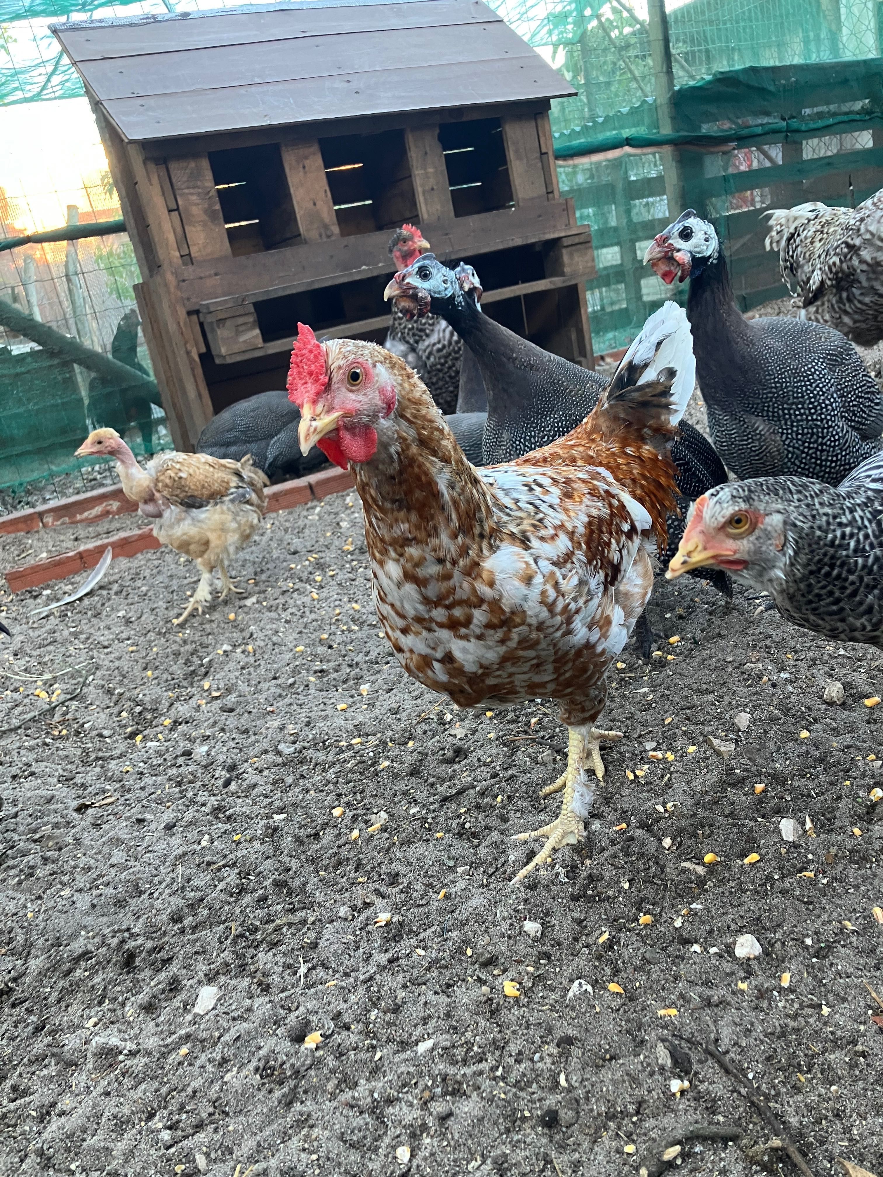 Vende se conjunto de galinhas e galos