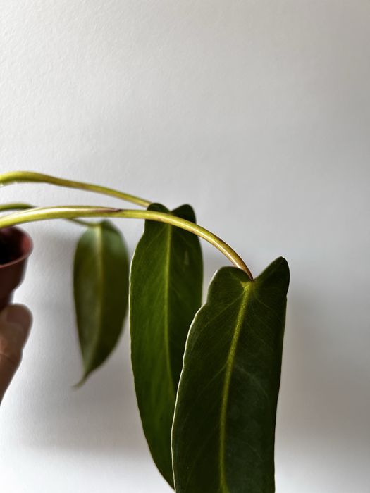 philodendron spiritus sancti