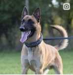 Owczarek belgijski Malinois FCI-ZKwP