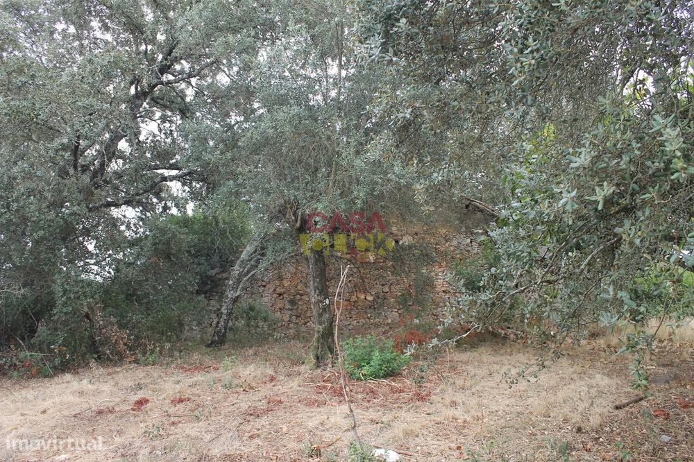 Terreno Rústico  Venda em Brogueira, Parceiros de Igreja e Alcorochel,