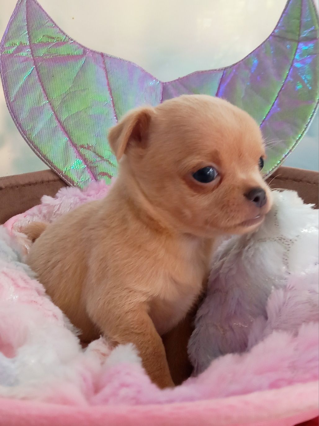 Cudowna suczka chihuahua