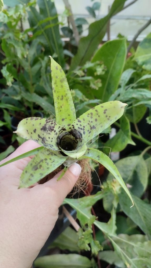 Неорегелія Neoregelia sp