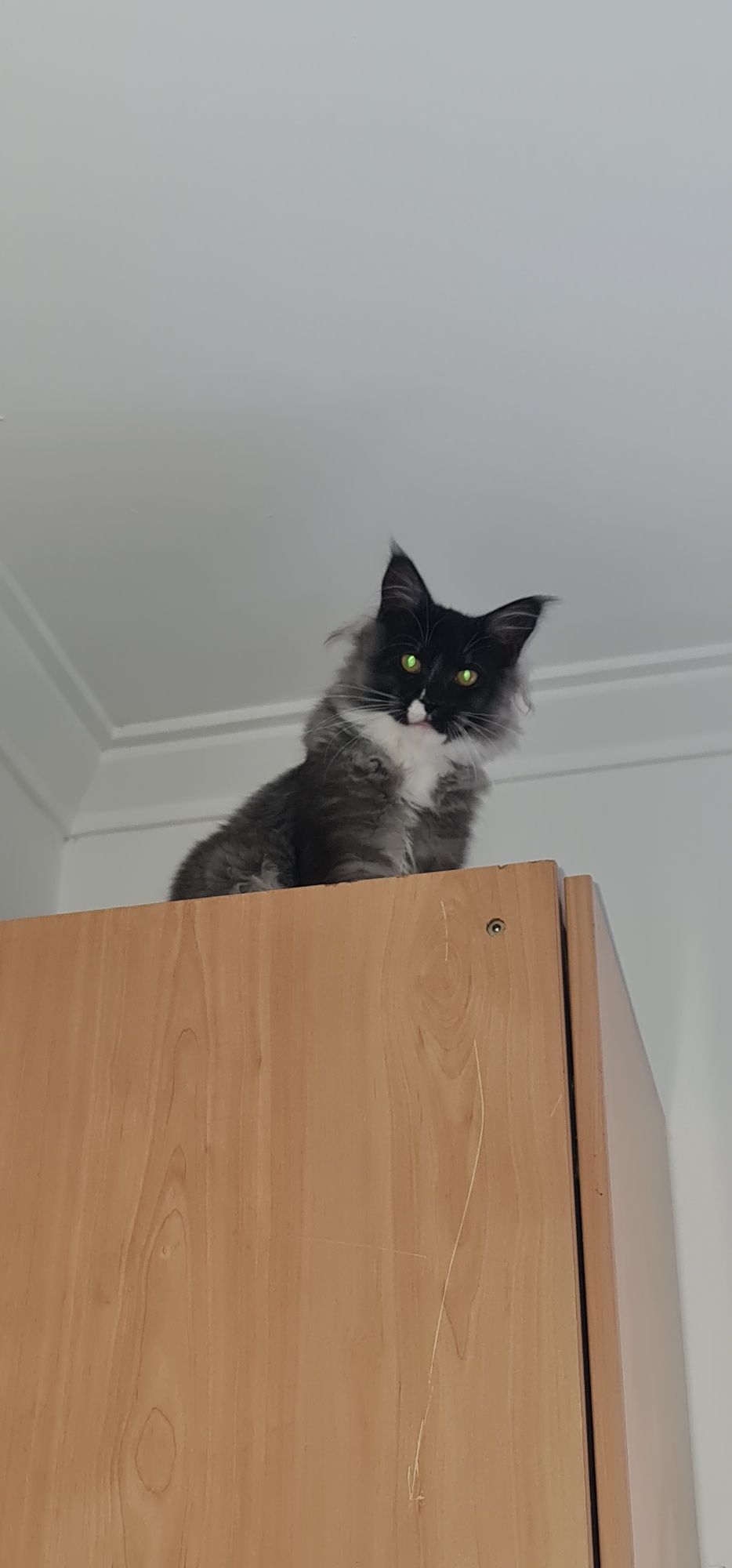 Main coon bebe puro