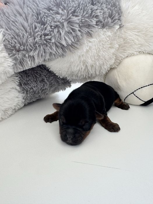 Хлопчик йоркширський терєр