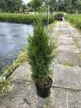 Thuja smaragd szmaragd 50-70 cm w doniczce ukorzeniona, wyprzedaż!!!