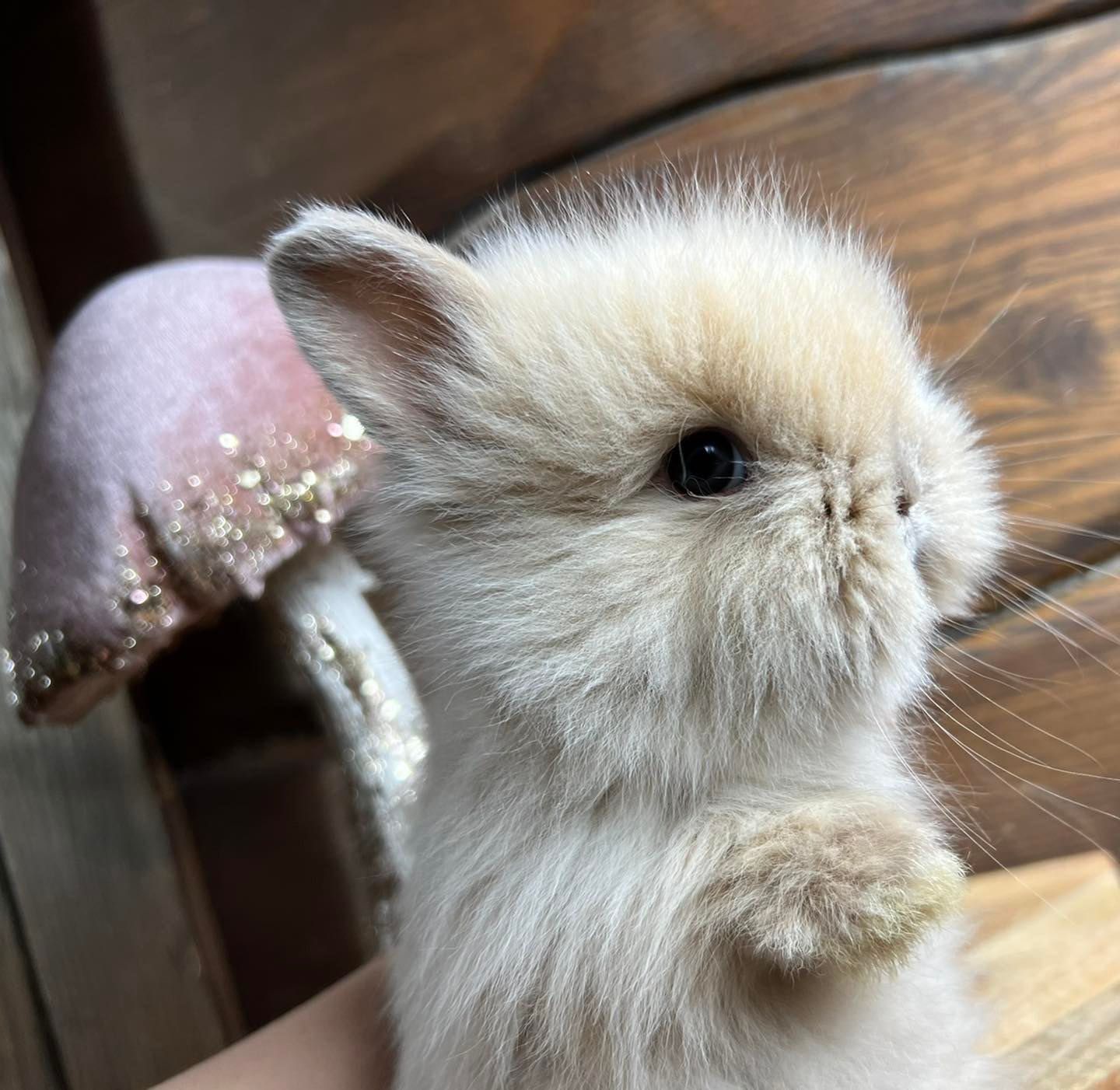 Karzełek teddy mini lop króliki miniaturowe