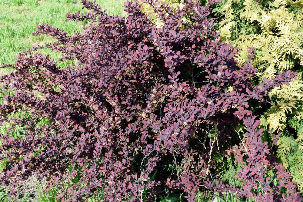 Berberys Thunberga 'Dart's Red Lady' (Berberis thunbergii) Poj. 2.0L