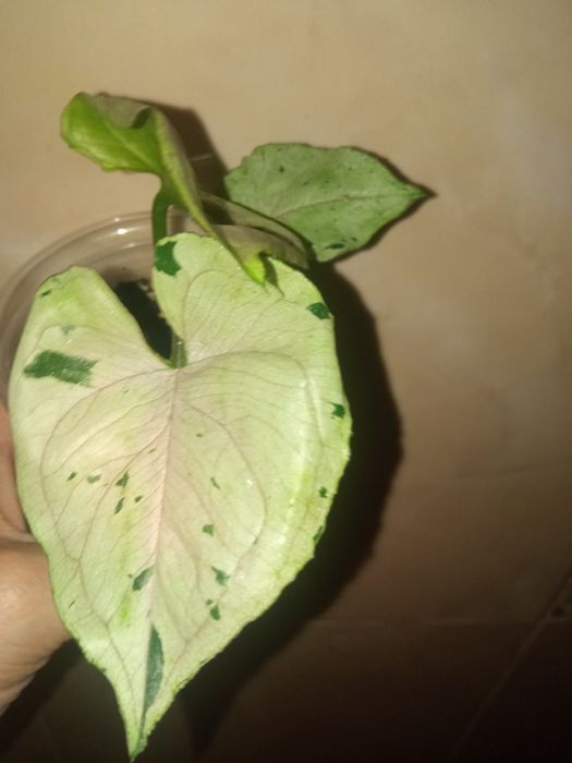 Сингоніум Сірий Привід