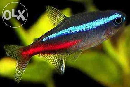 Neon innesa 2,2 CM,dużo innych gatunków ryb,W-wa