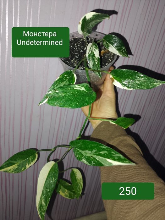 Епіпремнум пінатум варієгатний/монстера Undetermined.