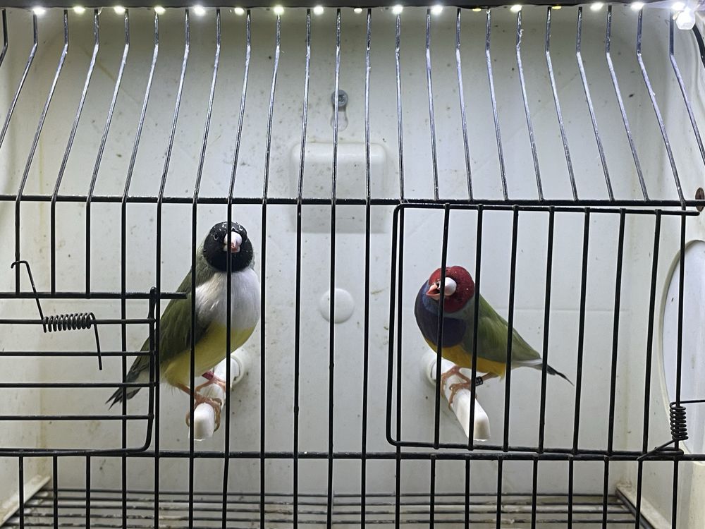 Diamantes de gould