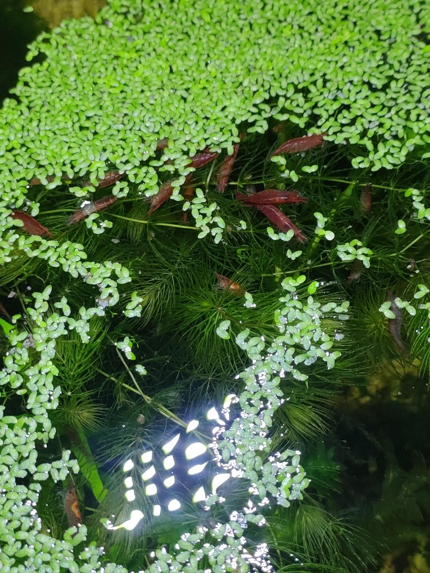 Krewetki Red Cherry 4zl