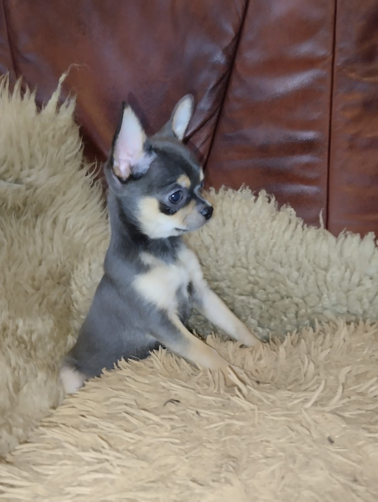 Chihuahua,  mini piesek,  piesek