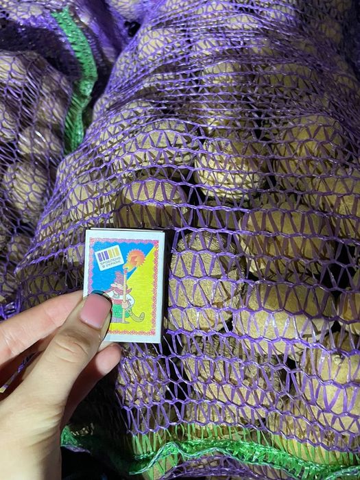 Картопля насінева, сорт Зоряна