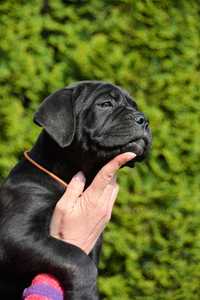 Cane Corso / suczka / TERRA PLATINO śląsk ZKwP FCI