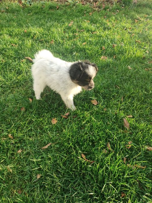 Oddam za darmo 2 małe szczeniaki