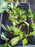 Hosta funkia sadzonka