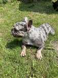 Oddam suczke buldog francuski