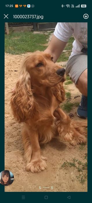 Piesek Cocker spaniel, badania genetyczne
