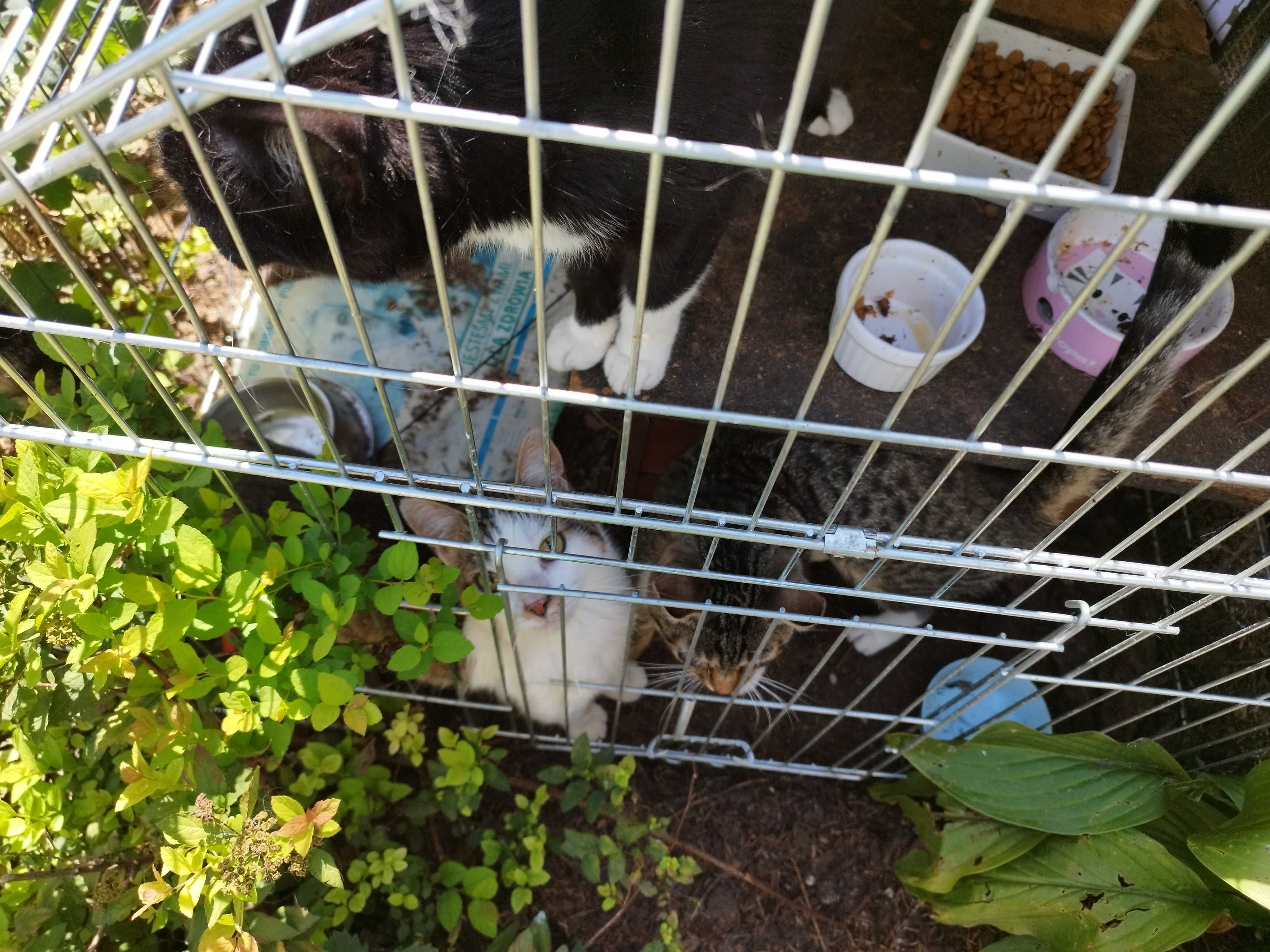 Koty polecają się do adopcji