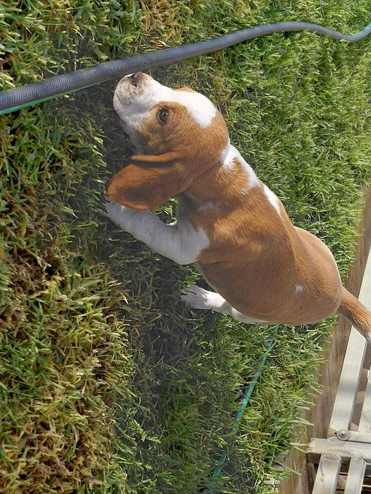 Beagle Bicolor bebé Top