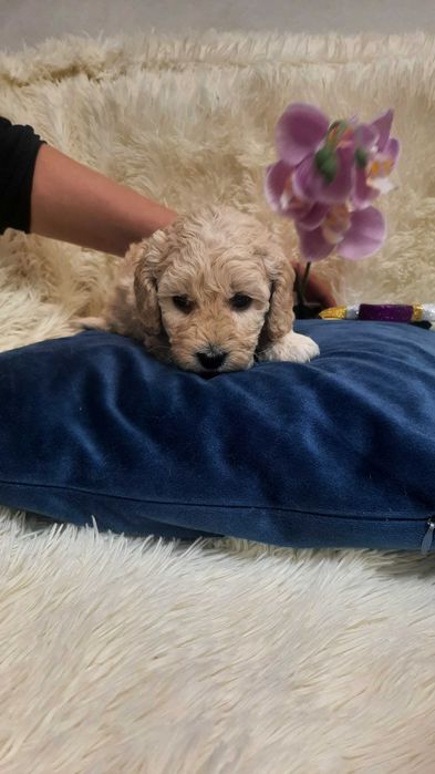 Чудесные щенки пуделята ищут семью