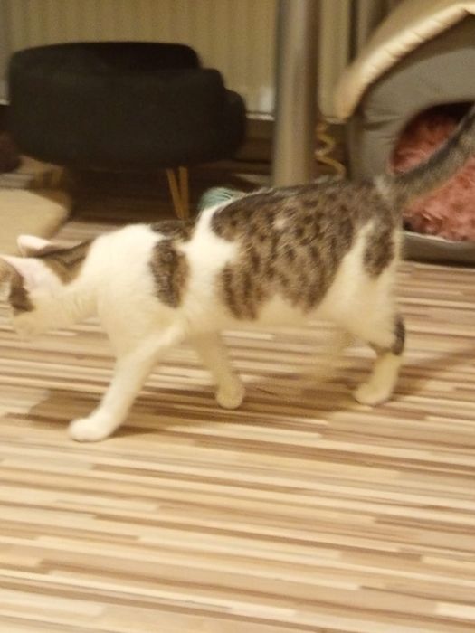 3 miesięczna kotka szuka domu niewychodzącego