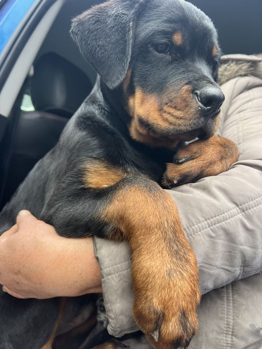 Чудові хлоп'ята-ротики