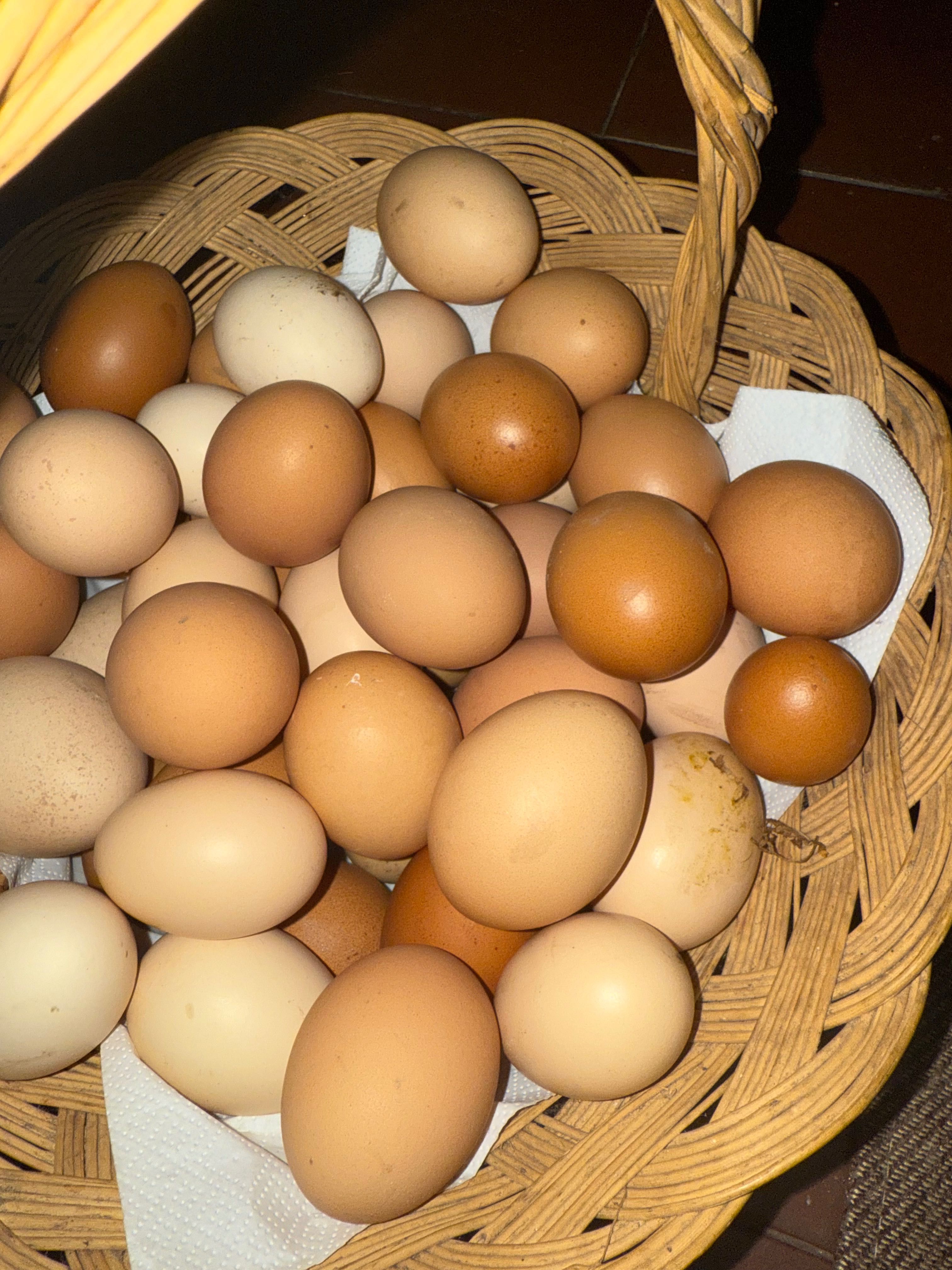 Dúzia de ovos caseiros