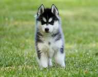 Wyjątkowa czarno-biała dziewczynka Siberian Husky FCI